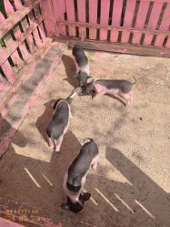 -萌宠亲子动物乐园(槐房万达店)