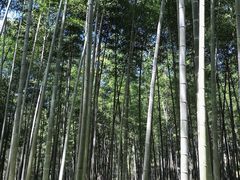 -潜山国家森林公园