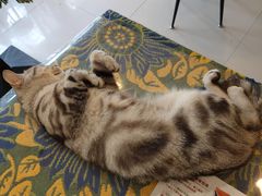 -平行世界·猫咖(首经贸店)