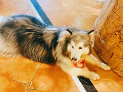 -more than meow吴止猫主题餐厅(承德 中船汇店)