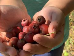 -大岭沟猕猴桃谷风景区