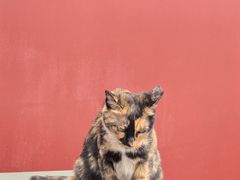 -长春观