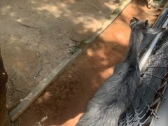 -深圳野生动物园