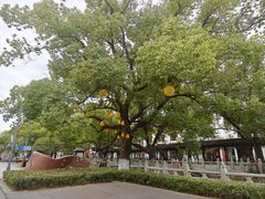 -安亭老街