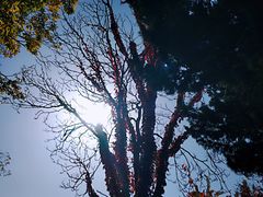 -八大关景区