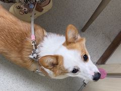 -宠颐生宠物医院·心肾内科·猫专科诊疗中心宠巢店