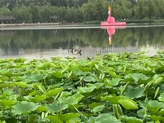 -莲花池公园