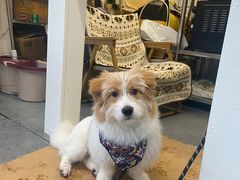 -羊羊鸡蛋仔(大学城店)