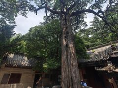 -青岛崂山太清宫