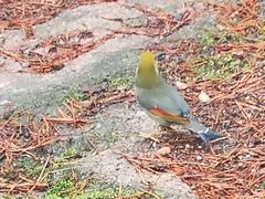 -黄山白云宾馆