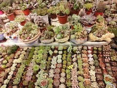 -大自然花鸟鱼虫市场