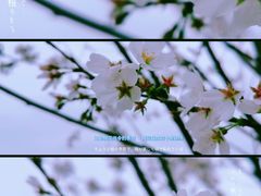 -月湖风景区