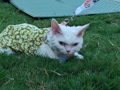 -西安浐灞艾美酒店·汉江餐厅·火锅