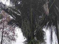 -广西壮族自治区药用植物园