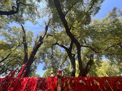 -大槐树寻根祭祖园