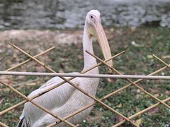 -深圳野生动物园