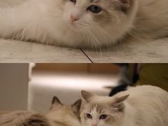 -飞行喵MR PILOT|猫舍·猫咖(静安大融城店)
