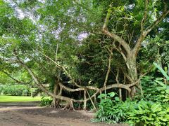 -中国科学院西双版纳热带植物园