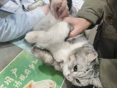 -四月宠物医院·猫专科·心脏专科·内科(转塘店)