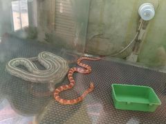 -上海大自然野生昆虫馆