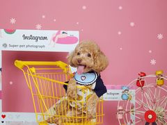 -超宠爱宠物摄影-Super pet