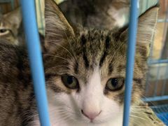 -爱侣宠医·鹦鹉专科·小型哺乳类·异宠专科(灵石路店)