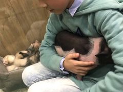 -藦茜花园宠物主题亲子互动体验馆(国顺东路店)