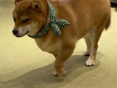 -逗柴咖啡屋·狗咖猫咖宠物桌游