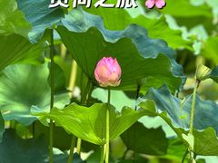 -长兴太湖图影湿地文化园