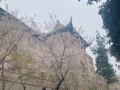 -武汉大学-樱园