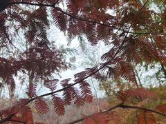-白水寺森林公园
