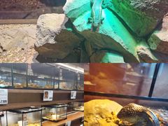 -帕帕拉兹宠物(亚洲旗舰店)