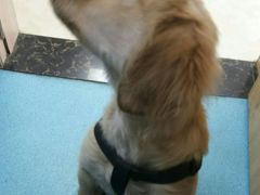 -仁华宠物医院(青羊店)