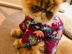 -Heymao猫咖.咖啡厅(东门店)