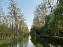 -合肥滨湖国家森林公园