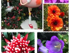 -上海鲜花港