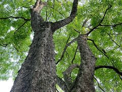 -绮园景区