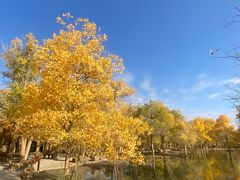-金塔沙漠胡杨林景区