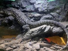 -海南热带野生动植物园