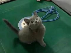 -客栈猫舍(中央北路店)