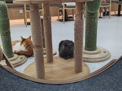 -喵园·猫主题咖啡厅·撸猫·猫咖(国贸店)