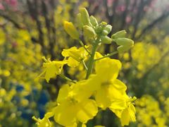 -南汇桃花村