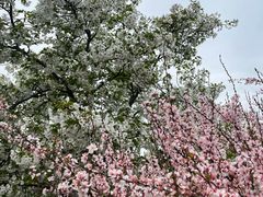 -苏州上方山国家森林公园