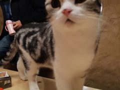 -猫猫幼稚园·撸猫·桌游·电玩