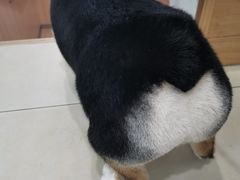 -宠福鑫康馨动物医院·骨科·眼科