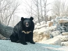 -北京野生动物园