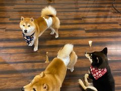 -豆柴町-柴犬主题狗咖(红鼎国际C座店)