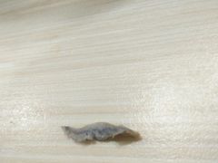 -鸡鸣汤包(仙林店)