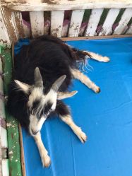 -萌宠亲子动物乐园(槐房万达店)