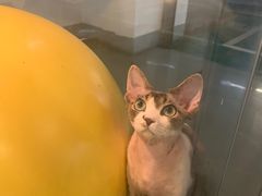 -宠物世家(仲盛世界商城店)
